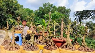 Mai xù,mai vàng hình thú, bonsai nhiều thế GL ng 6/3/2022(Zalo_0366 078 107 @SANG)_H.Cờ ĐỎ, Cần Thơ