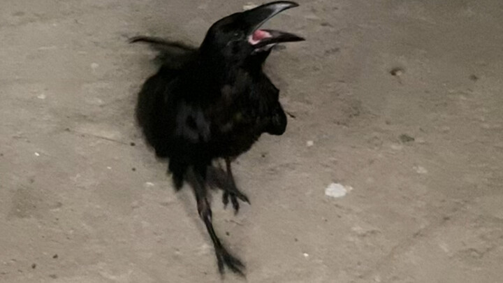 Today, Raven was so happy after taking a bath—she was bursting with excitement!