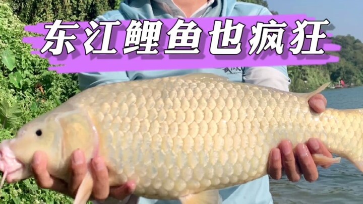 Crazy Carp Fishing in the Dongjiang River