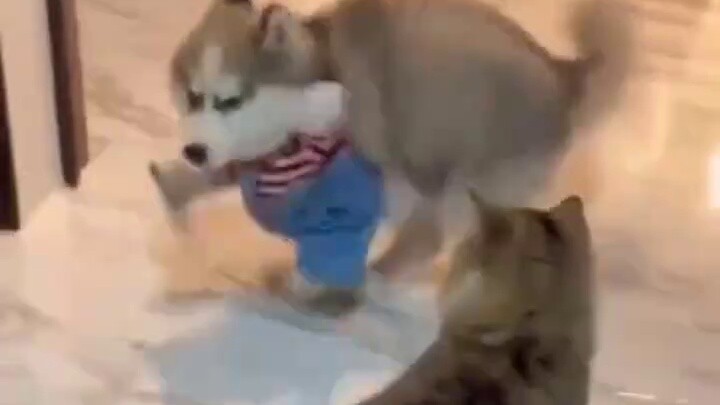 Bộ sưu tập 53 meme thực sự sẽ khiến bạn rơi xuống địa ngục nếu bạn cười