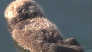 A warm and loving otter family—share this with someone special to you!