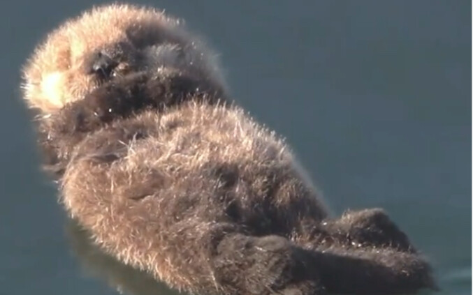 A warm and loving otter family—share this with someone special to you!