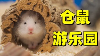 Dùng bể bơi để tạo ra công viên giải trí khổng lồ cho chuột hamster? Chuột hamster: Sướng quá đi mất