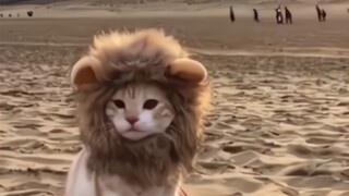 Tổng hợp chó mèo đáng yêu chấn động