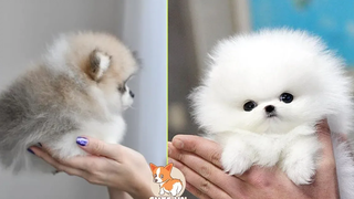 ต้องดูมินิปอมเมอเรเนียน วิดีโอ Pomeranian ตลกและน่ารัก 6 - CuteVN