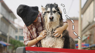 Pet | Washing the Dogs Outside