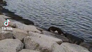 Cat saving fish from drowning