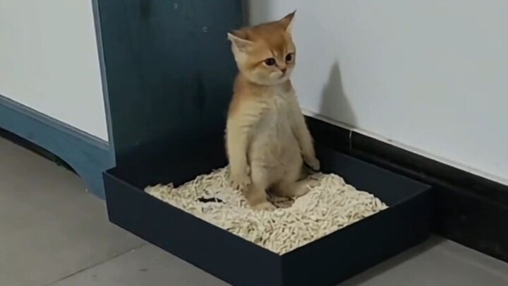 “This is probably the joy of owning a cat.”