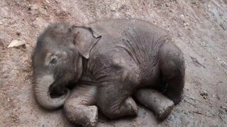 ลูกช้างนอนหลับสบาย