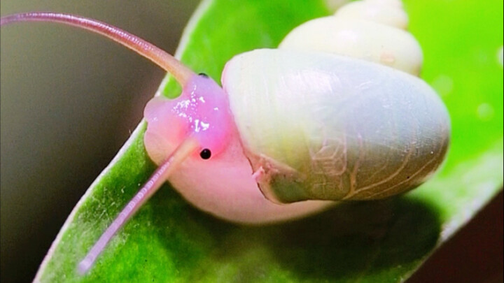 The Rainforest Simulator has a new monster again—Blush Snail!