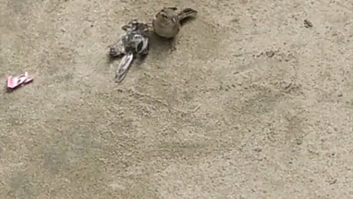 এই চড়ুই পাখি থেকে অনেক কিছু শিখার আছে দেখেন ###😭😭😭😭