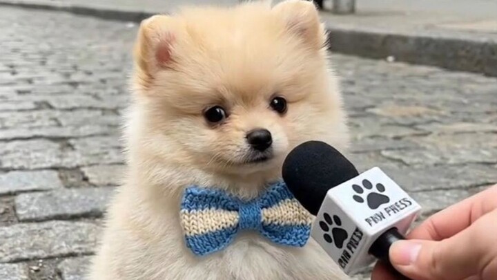 When you ask your puppy what “IDK” means
