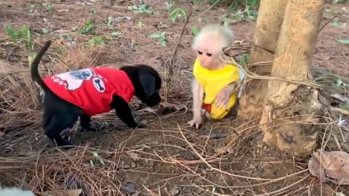 Baby monkey,,👍🤣😂