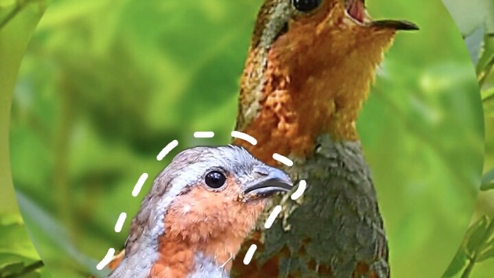 8 Bird Sounds That Echoed Through Our Childhoods—How Many Can You Remember?