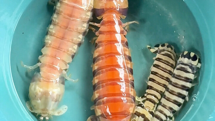 Kulit zebra dan udang mantel akhirnya berhasil saya rendam