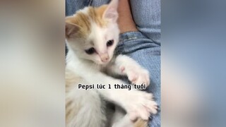 2 năm Pepsi đồng hành cùng sen 😍mèo meocon kiniemkhoquen