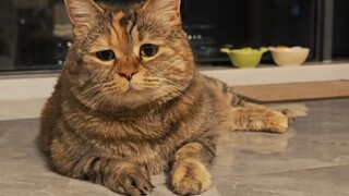 عجز حياة القطة أشبه بجرة ماء. يبدو الأمر كثيرًا، لكن لا يتطلب سوى القليل.