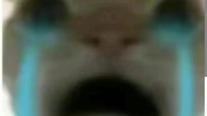 Tikus-tikus ini gak punya duit buat beli skin pedang, malah…