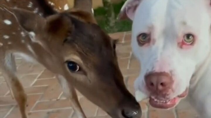 A little deer often comes into the yard to play and has even become friends with the family dog.