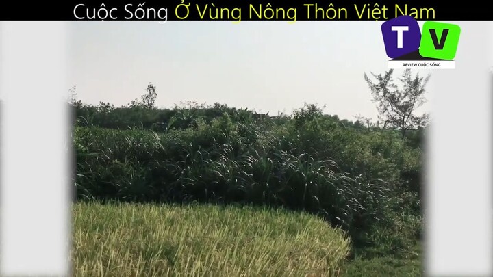 Cuộc Sống Ở Vùng Nông Thôn Việt Nam_phần 3