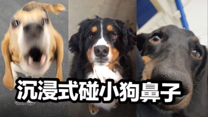 Pengalaman imersif bertemu hidung dengan anjing di pusat penitipan harian