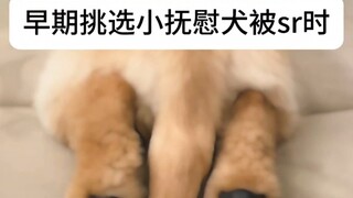早期挑选小抚慰犬被sr视频曝光