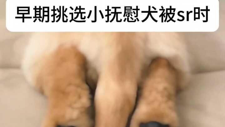 早期挑选小抚慰犬被sr视频曝光