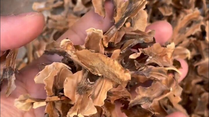 The “distraction wood” inside walnuts is a real gem—but so many people don’t know how amazing it is!