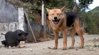 Hari Ini Bermain Dengan Anjing Dan Babiku