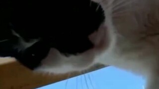 cats and dogs funny video (3)