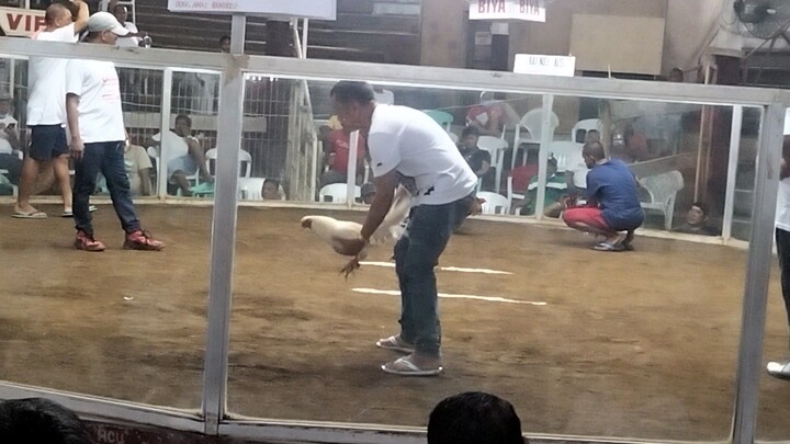 DIPOLOG cockpit arena 4 cock derby (first fight) win👌