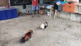 NBJJ4 TALISAYON vs Golden Boy Sweater