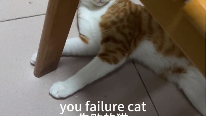 you failure cat