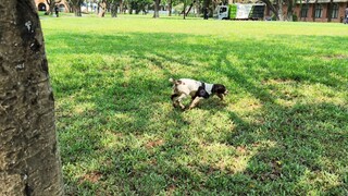 Anjing-anjing pencari dan reparasi bom tampak terlalu bersemangat beberapa jam sebelum Macron datang