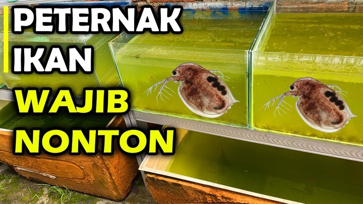 CARA TERMUDAH BUDIDAYA DAPHNIA MAGNA / KUTU AIR RAKSASA || ANAK KECIL AJA BISA KOK !!!