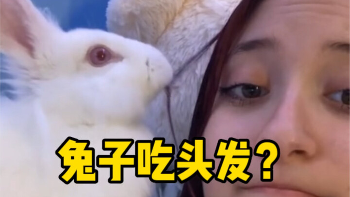 Why do rabbits eat hair, and why do they go at it so aggressively?