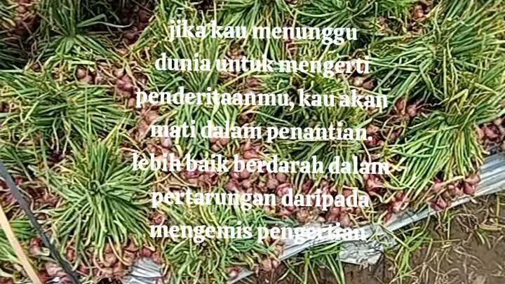 kata kata dan motivasi