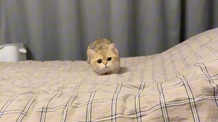เกมน่าเบื่อแบบนี้มีแต่ลูกแมวเท่านั้นที่ยอมเล่นด้วย