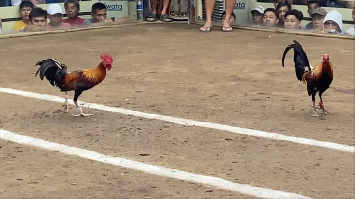 BROWN RED VS ALIMBUYUGIN 220k parada ng kalaban dehado LUCENA VS MANILA #Sabong2hitschampion