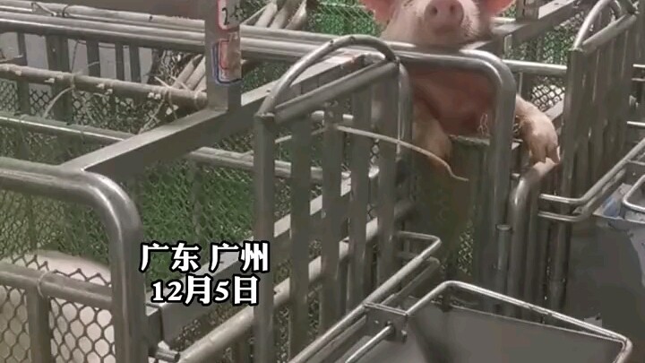 Làm thí nghiệm đã bực mình rồi, trong phòng thí nghiệm lại còn có con lợn kêu liên tục; lớp trưởng t