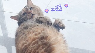 It's me, Cat Cat, I'm stripping naked~