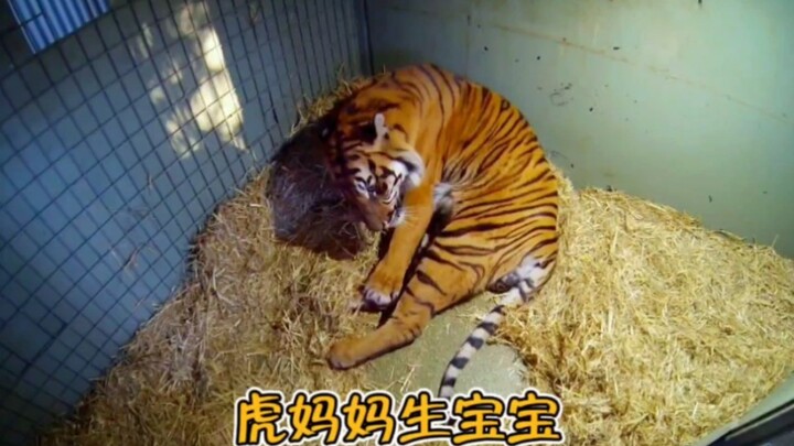 Mama Harimau Melahirkan Bayi, Ayo Semua Datang Raih Keberuntungan!