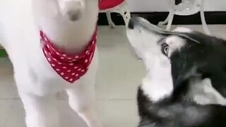 هاسكي يقابل اللاما