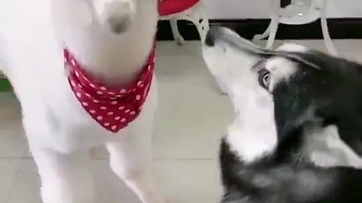 哈士奇遇到羊驼