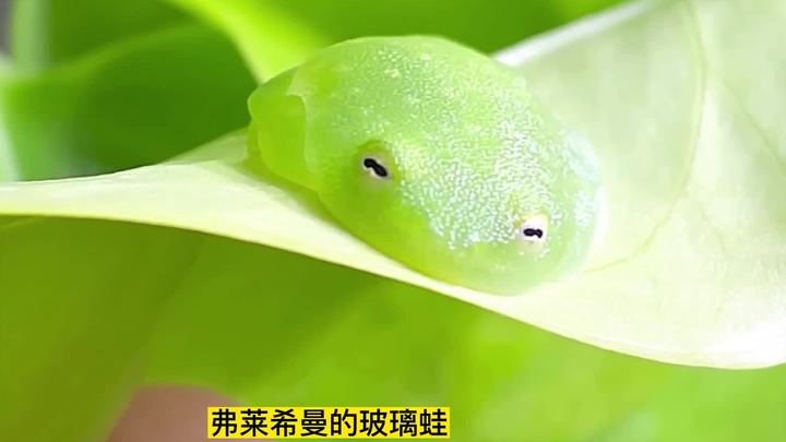 [Glass Frog] I’m totally gonna gobble up this apple-flavored QQ candy!