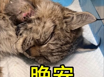 【Lynx】It finally came, and it eventually left.
