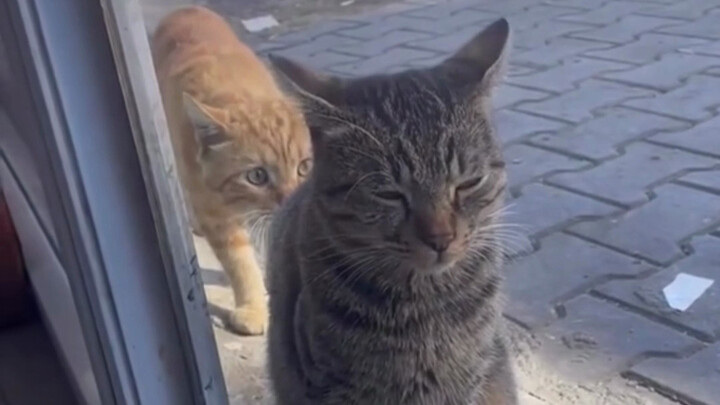 الوشق: هناك دائمًا شعور بالشؤم.