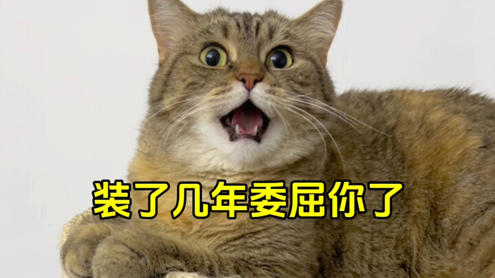 So it’s Miss Tian Mao all along!