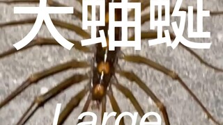 แมลงที่มีหน้าตาน่ากลัวจนขนลุก - ตะขาบยาว