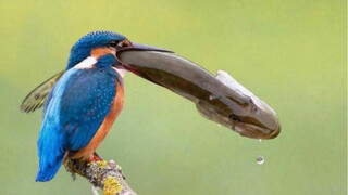 The kingfisher that loves fishing in the textbook is much more powerful than you think!